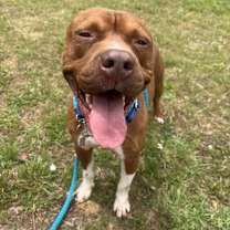 Thumbnail photo of RUSTY #1