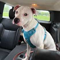 Thumbnail photo of ZZ Athena Courtesy Post #1