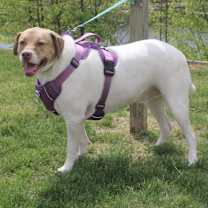 Thumbnail photo of Finnigan #1