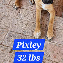 Thumbnail photo of Pixley #1