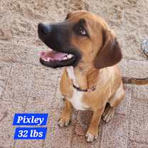 Thumbnail photo of Pixley #2