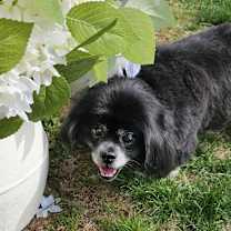 Thumbnail photo of Pete #1