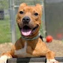 Thumbnail photo of Dexter #3