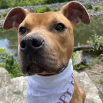 Thumbnail photo of Dexter #4