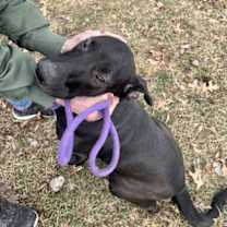 Thumbnail photo of Raico #3