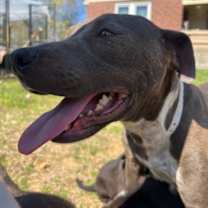 Thumbnail photo of Rose #4