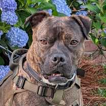 Thumbnail photo of Bowie #1