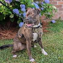 Thumbnail photo of Bowie #2