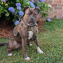 Thumbnail photo of Bowie #3