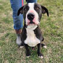 Thumbnail photo of Frijoles AKA Bean JuM #4