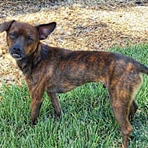 Thumbnail photo of Buck #1