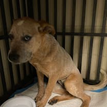 Thumbnail photo of Amber #1