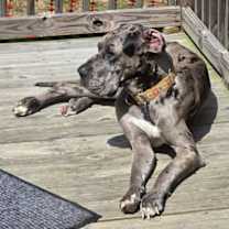 Thumbnail photo of Maple #3