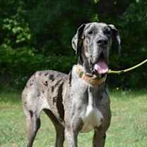 Thumbnail photo of Maple #4