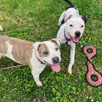 Thumbnail photo of Dolly #3