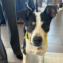 adopt-pet