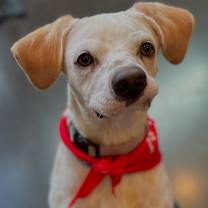 Thumbnail photo of GOOSE #1