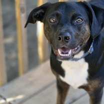 Thumbnail photo of Rocco FKA Dragonfly #1