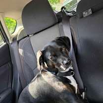 Thumbnail photo of Rocco FKA Dragonfly #3