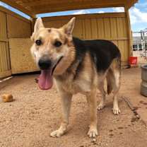 adopt-pet