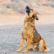 Thumbnail photo of Timmy #4