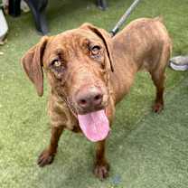 Thumbnail photo of Peanut #1