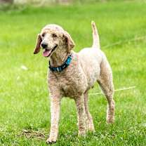 adopt-pet