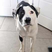 Thumbnail photo of Douglas #2