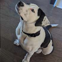 Thumbnail photo of Douglas #4