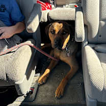 Thumbnail photo of Augustus #2