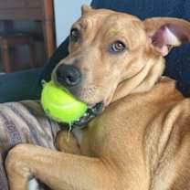 Thumbnail photo of Arugula #2