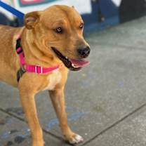 Thumbnail photo of Arugula #3