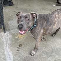 Thumbnail photo of Tank #4