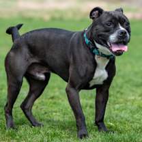 adopt-pet