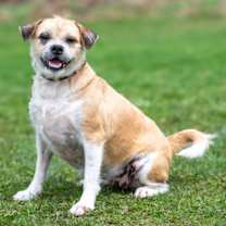 adopt-pet