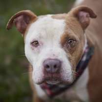 Thumbnail photo of LAWRENCE #1