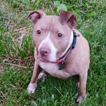 Thumbnail photo of Sadie #1