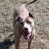 Thumbnail photo of Sadie #2