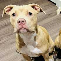 Thumbnail photo of Spicy Tuna Roll #2