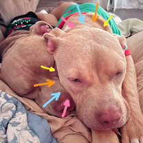 Thumbnail photo of Spicy Tuna Roll #3