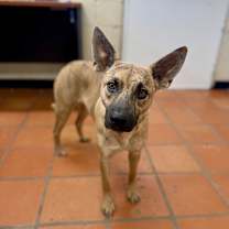 Thumbnail photo of Clover #3