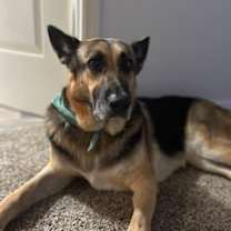 Thumbnail photo of Bailey #2