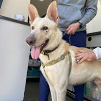 Thumbnail photo of Sidney - Super Star #2