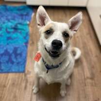 Thumbnail photo of Peggy Sue #2