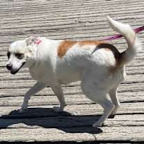 Thumbnail photo of Peggy Sue #3