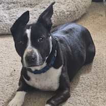 Thumbnail photo of Marley #1