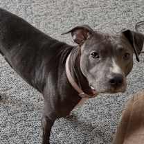 Thumbnail photo of Luna #4