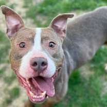 Thumbnail photo of Smokey (Mokey) #4