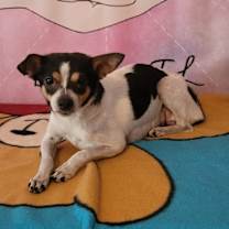 Thumbnail photo of Squeaks #1