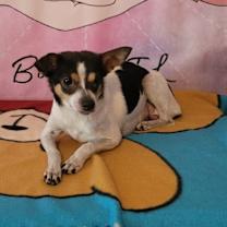 Thumbnail photo of Squeaks #2